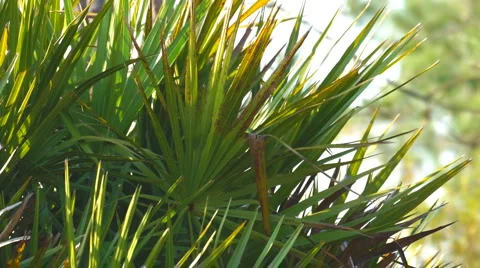 Palmetto Florida Stock Footage 1831353