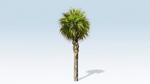 Palmetto tree growing Stock Footage 296809656