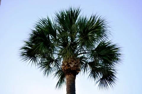 Palmetto tree 写真素材