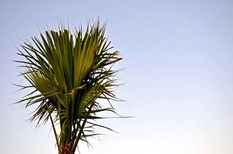 Palmetto tree 스톡 사진