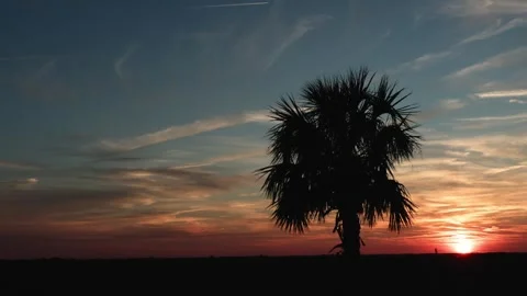 Palmetto tree silhouetted against a Florida sunset Stock Footage 301080557