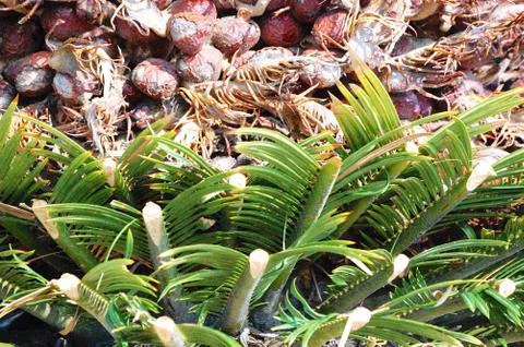 Palmetto tree trunk background 写真素材