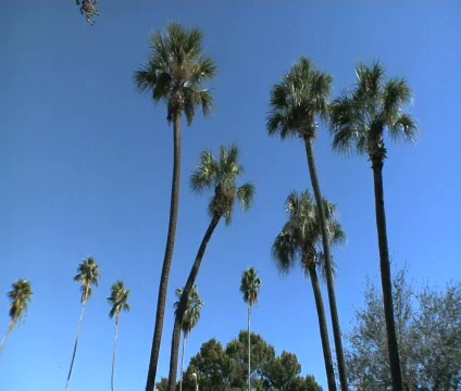 Palmetto Trees Stock Footage 289874