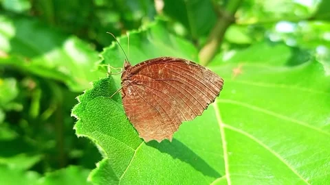 Palmfly butterfly resting on green leaf in natural forest environment Stock Footage 320459748