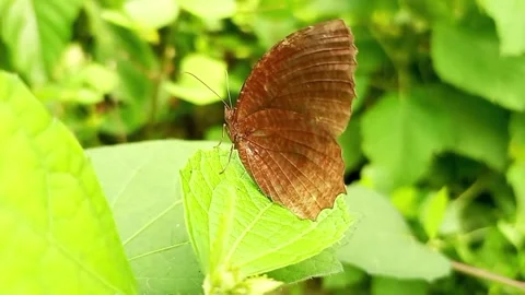 Palmfly butterfly resting on green leaf in natural forest environment Stock Footage 320459751