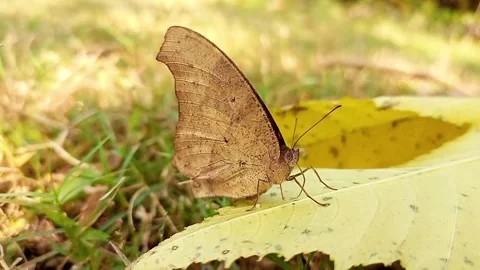 Palmfly butterfly resting on green leaf in natural forest environment Stock Footage 324923360