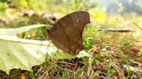 Palmfly butterfly resting on green leaf in natural forest environment Stock Footage 324923368