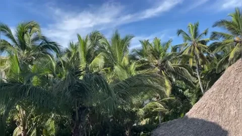 Palmgrove 스톡 동영상 227133549