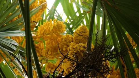 Palmiers 1 Stock Footage 107789864