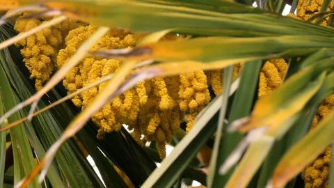 Palmiers 2 Stock Footage 107789637