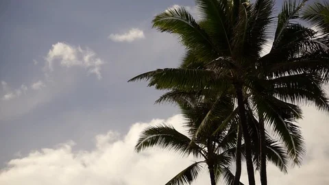 Palmiers 2 Stock Footage 115377776