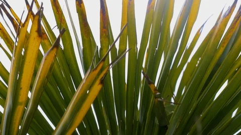 Palmiers 3 Stock Footage 107790058