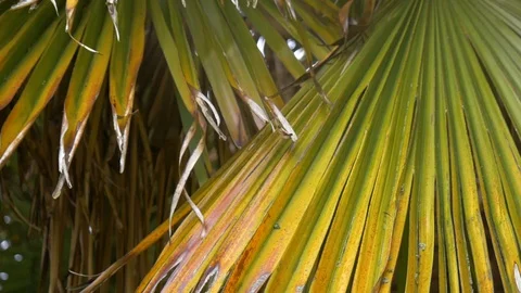 Palmiers 4 Stock Footage 107790064