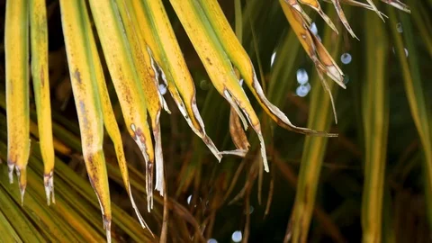 Palmiers 5 Stock Footage 107790464