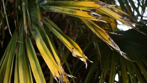 Palmiers 6 Stock Footage 107790310