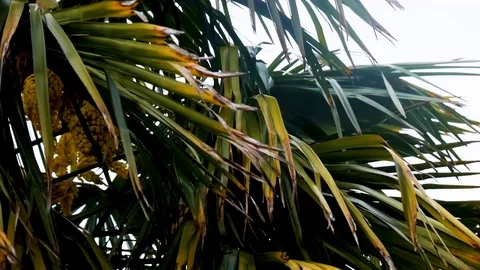 Palmiers 7 Stock Footage 107790466