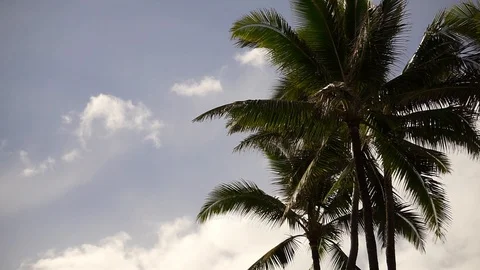 Palmiers Stock Footage 115377590