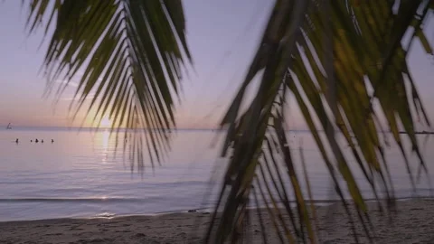 Palmleaves at the beach 動画素材 138667190