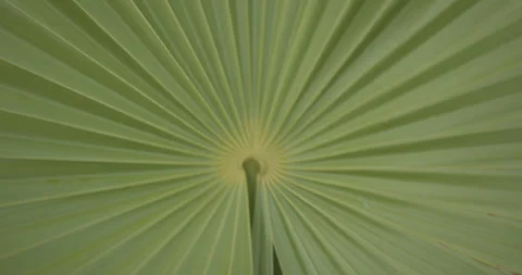 Palmleaves of a nice tree in Mexico Stock Footage 240755567
