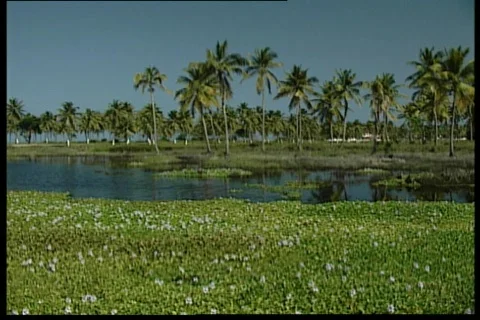 Palms 3 Stock Footage 115336