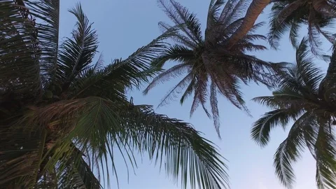 Palms against the blue sky at dusk 動画素材 86314399
