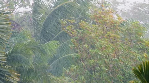 Palms and Bamboo moving in Storm, Strong wind and rain in the jungle Stock Footage 345779343