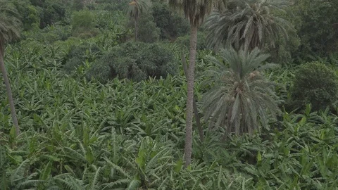 Palms and bananas trees Stock Footage 112783126