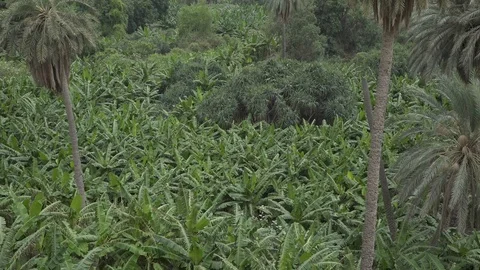 Palms and bananas trees Stock-Footage 112783245