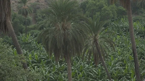 Palms and bananas trees Stock Footage 112783348