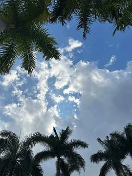 Palms and Blue Sky with Clouds Stock Photos