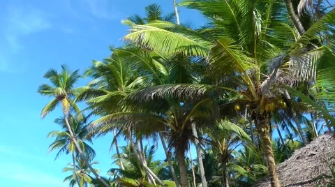 Palms and the Blue Sky 스톡 동영상 61753675