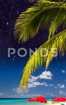 Palms and caribbean colors Stock Photos
