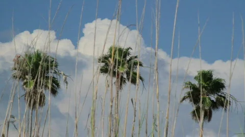 Palms and clouds Stock Footage 729091