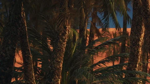 Palms and dunes meet at sunset near the desert Stock Footage 344107226