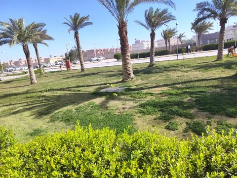 Palms and grass Stock Photos