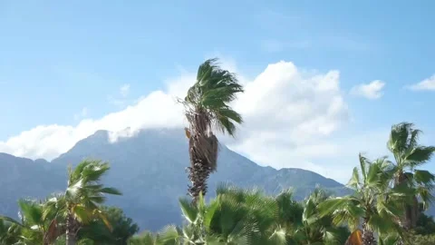Palms and mountains Stock Footage 87214154