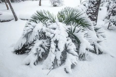 Palms and other trees covered with snow in the school yard Stock-Fotos