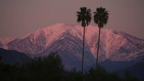 Palms and pink sunset sunlight on snowy Mt. Baldy in the San Gabriel mountains 스톡 동영상 168216632