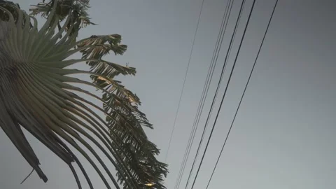 Palms and Power lines Stockbeeldmateriaal 167981982