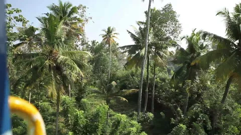Palms and river in India Stock Footage 44689560