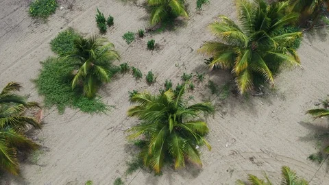 Palms and sand Stock Footage 124721427