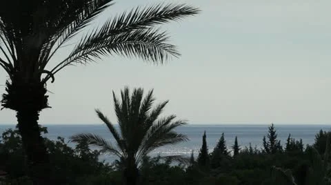 Palms and sea 動画素材 10875211