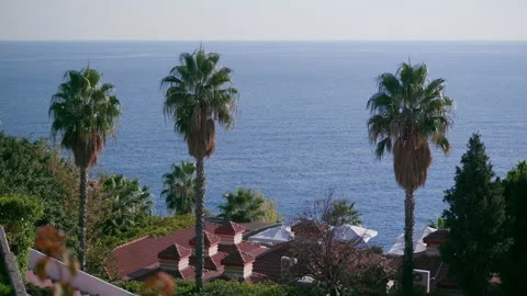 Palms and sea Stock Footage 228800042