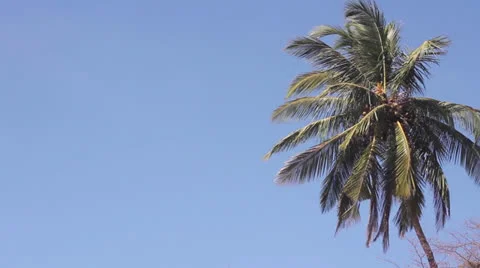 Palms and sky Stock Footage 26183630