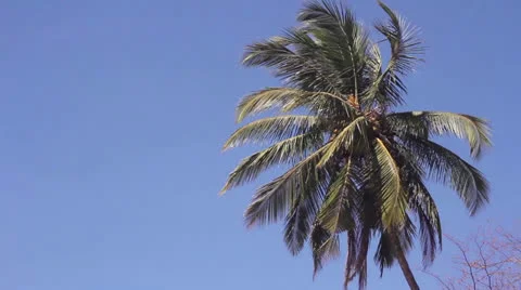 Palms and sky Video stock 26183859