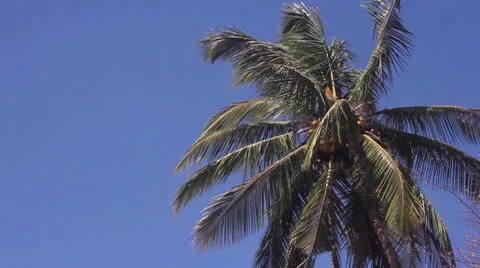 Palms and sky Stock Footage 26184023