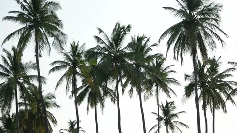 Palms and sky Stock Footage 94410907