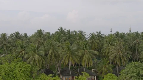 Palms and sky Stock Footage 104089318