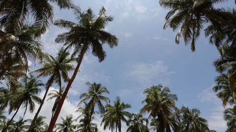 Palms and sky Stock Footage 122589155