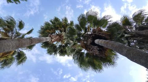 Palms and sky Stock Photos